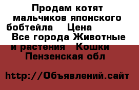 Продам котят мальчиков японского бобтейла. › Цена ­ 30 000 - Все города Животные и растения » Кошки   . Пензенская обл.